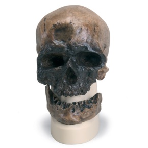 Anthropologischer Schädel - Homo sapiens ( Crô-Magnon )