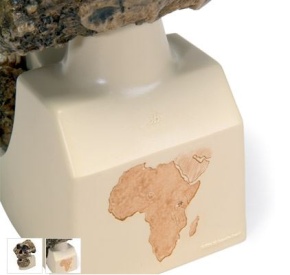 Anthropologischer Schädel - KNM-ER 406 (Australopithecus Boisei)