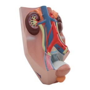 Harnapparat, männlich, 0,75-fache natürliche Größe