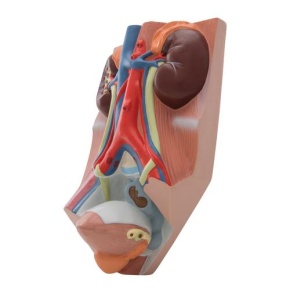 Harnapparat, männlich, 0,75-fache natürliche Größe