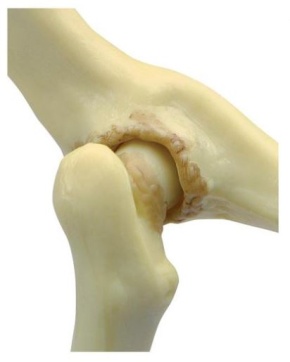 Hüftmodell einer Katze