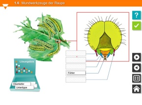 Interaktive Tafelbilder Schädlinge und Nützlinge tabletfähig, Schullizenz