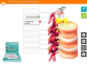 Interaktive Tafelbilder Nerven-Gehirn-Drogen tabletfähig, Schullizenz