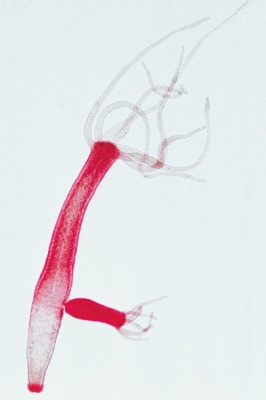 Gerätesatz Wege in die Welt der Kleinen