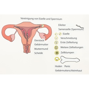 Ein Kind entsteht (magnetischer Arbeitssatz)