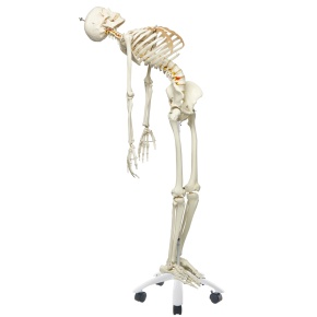Skelett Fred, auf Metallstativ mit 5-Rollen