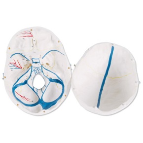 Klassik-Schädel mit geöffnetem Unterkiefer, 3-teilig