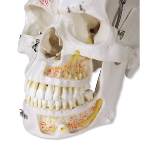 Luxus-Demonstrations-Schädel, 10-teilig