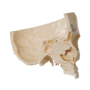 BONElike™ Schädel Modell, transparent und didaktisch aufbereitet, 7-teilig