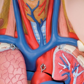 Geschlechtsloser Standard-Torso, 12-teilig