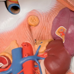 Geschlechtsloser Standard-Torso, 12-teilig