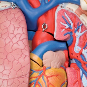 Geschlechtsloser Standard-Torso, 12-teilig