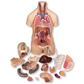 Geschlechtsloser Klassik-Torso, 16-teilig