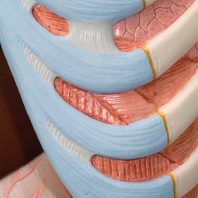 Geschlechtsloser Klassik-Torso, 16-teilig