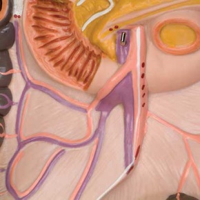 Geschlechtsloser Klassik-Torso, 16-teilig