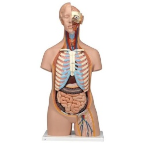 Geschlechtsloser Klassik-Torso, 16-teilig