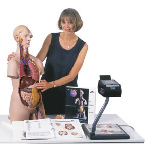 Geschlechtsloser Klassik Torso, 14-teilig