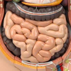 Geschlechtsloser Klassik Torso, 14-teilig