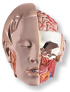 Geschlechtsloser Klassik Torso mit geöffnetem Rücken, 18-teilig