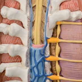 Geschlechtsloser Klassik Torso mit geöffnetem Rücken, 18-teilig