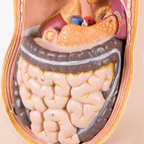 Mini-Torso, 12-teilig