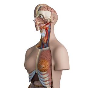 Zweigeschlechtiger Luxus-Torso, mit Kopf, 24teilig