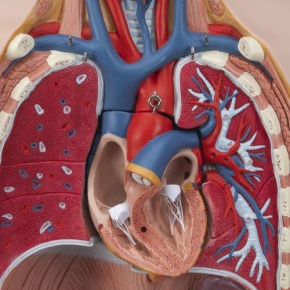 Zweigeschlechtiger Luxus-Torso, mit Kopf, 24teilig
