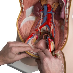 Zweigeschlechtiger Luxus-Torso, mit Kopf, 24teilig