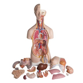 Zweigeschlechtiger Luxus-Torso, mit Kopf, 24teilig