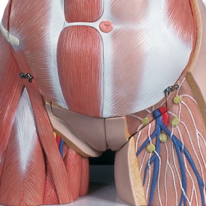 Zweigeschlechtiger Luxus-Muskel-Torso