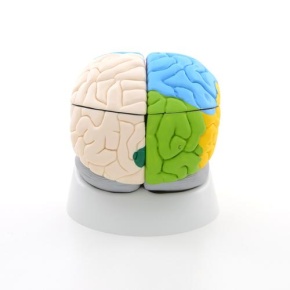 Hirnfunktionen - Modell 8-teilig