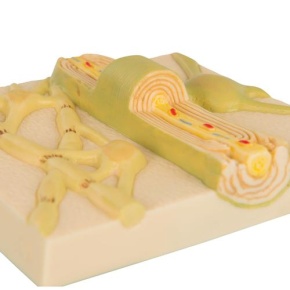 Markscheiden des zentralen Nervensystems