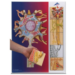 Nervenphysiologie-Serie, 5 magnetische Modelle