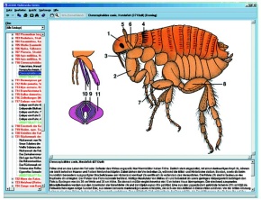 Parasiten und Krankheiten des Menschen, Interaktive CD-ROM