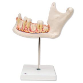 Unterkieferhälfte, 3-fache Größe, 6-teilig