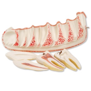 Unterkieferhälfte, 3-fache Größe, 6-teilig