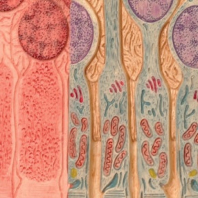 3B MICROanatomy™ Auge