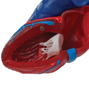 Herzmodell in Lebensgröße, 5-teilig mit Magnetverbindungen