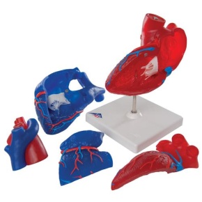 Herzmodell in Lebensgröße, 5-teilig mit Magnetverbindungen