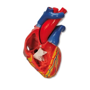 Herzmodell, Lebensgröße, 5-teilig mit magnetischen Verbindungen