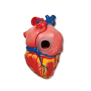 Herzmodell, Lebensgröße, 5-teilig mit magnetischen Verbindungen