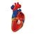 Herzmodell, Lebensgröße, 5-teilig mit magnetischen Verbindungen