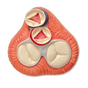 Herzmodell, Lebensgröße, 5-teilig mit magnetischen Verbindungen