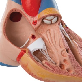 Klassik-Herz mit Thymus, 3-teilig