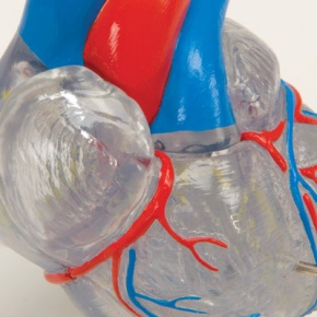 Klassik-Herz mit Reizleitungssystem, 2 teilig