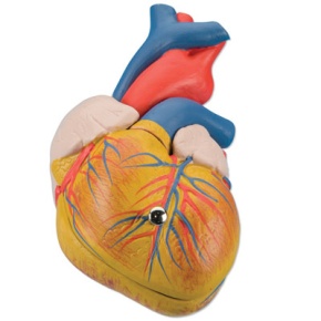 Klassik-Herz, 2-teilig