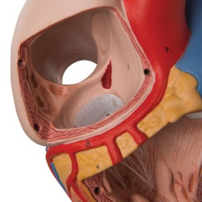 Herz, 2-fache Größe, 4-teilig