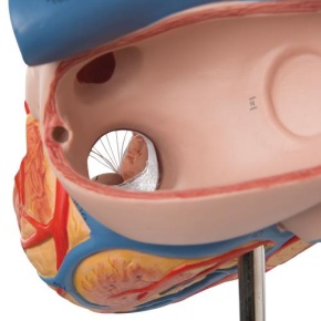 Herz, 2-fache Größe, 4-teilig