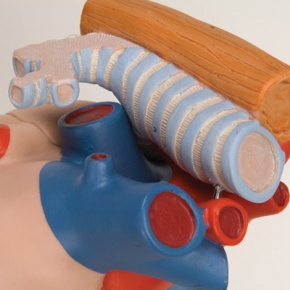 Herz mit Luft- und Speiseröhre, 2-fache Größe, 5-teilig