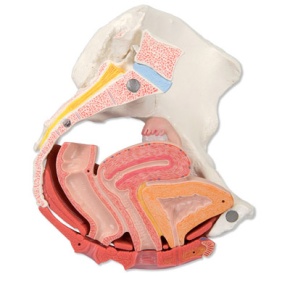 Weibliches Becken mit Bändern, mit Medianschnitt